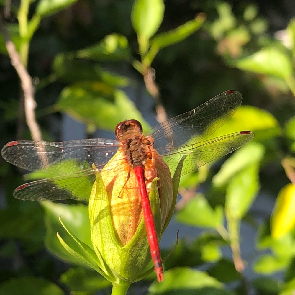 Meet your Posher, Rachel